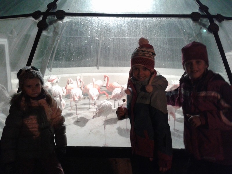 Vánoční večerní ZOO